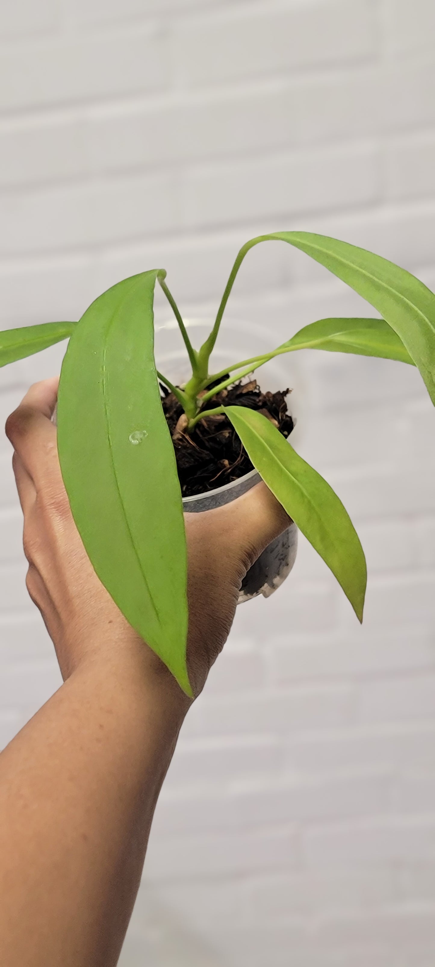 Anthurium Vittarifolium