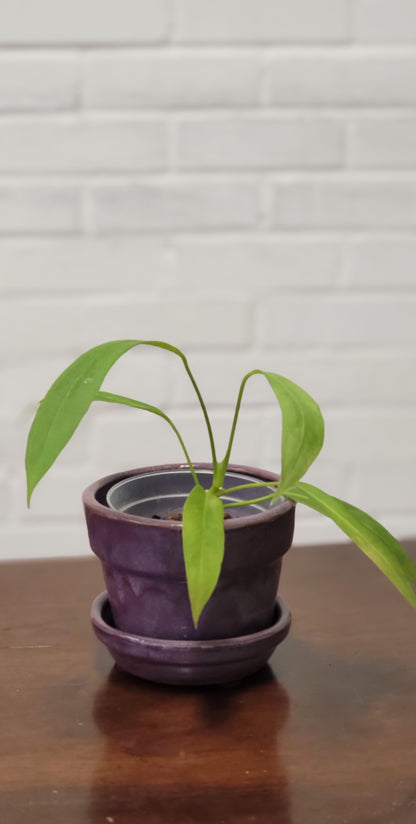 Anthurium Vittarifolium