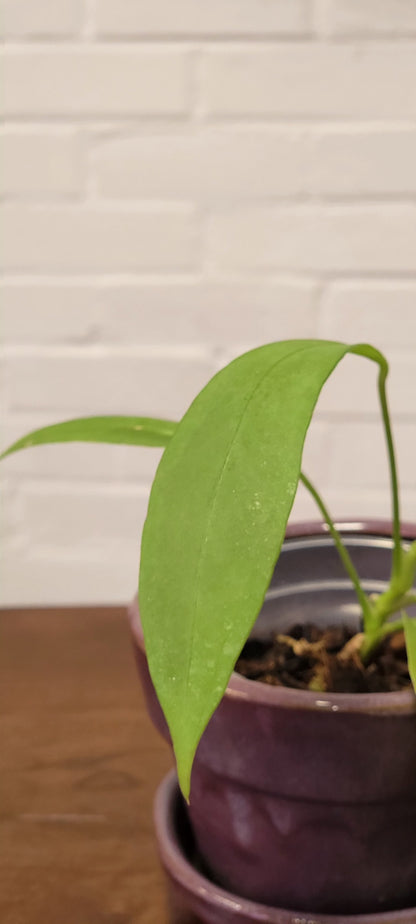 Anthurium Vittarifolium