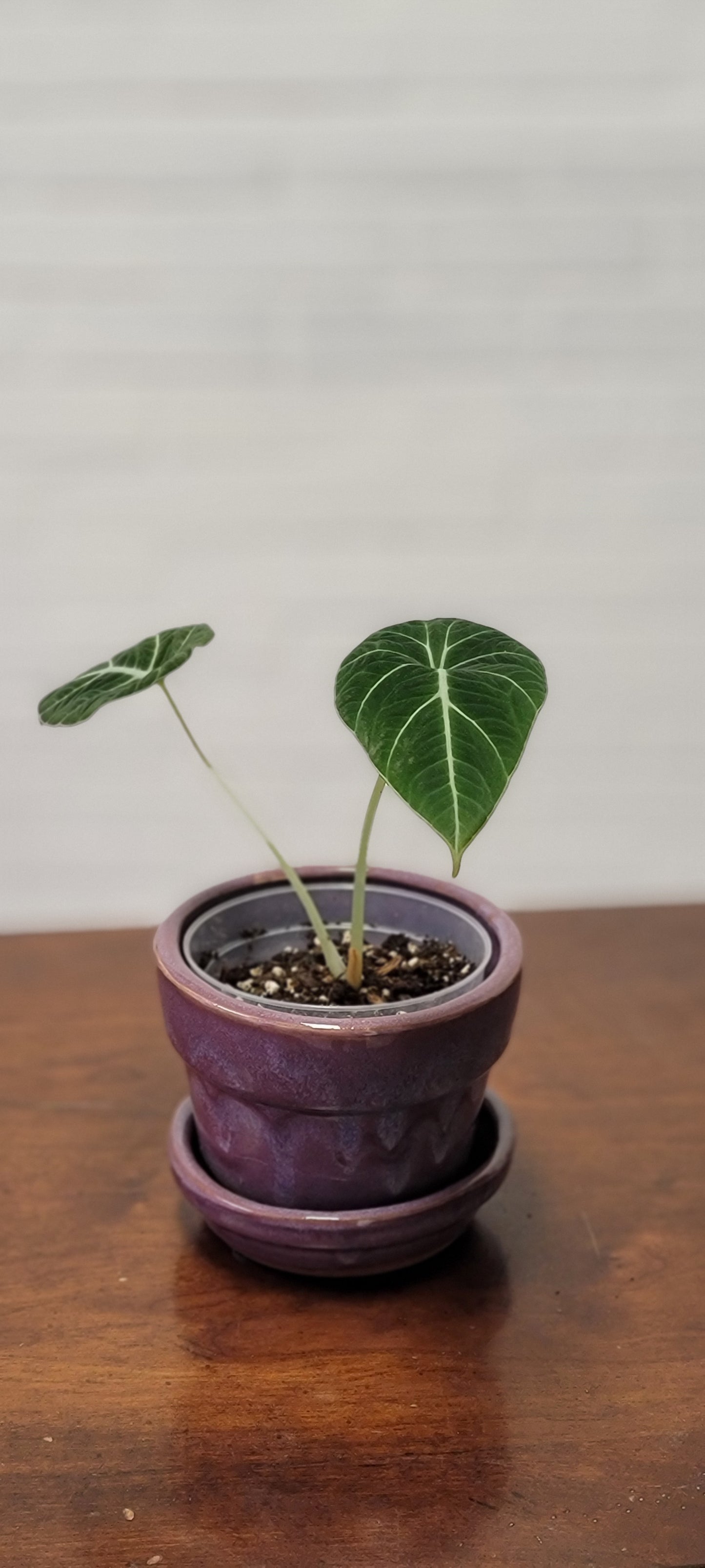 Alocasia Black Velvet