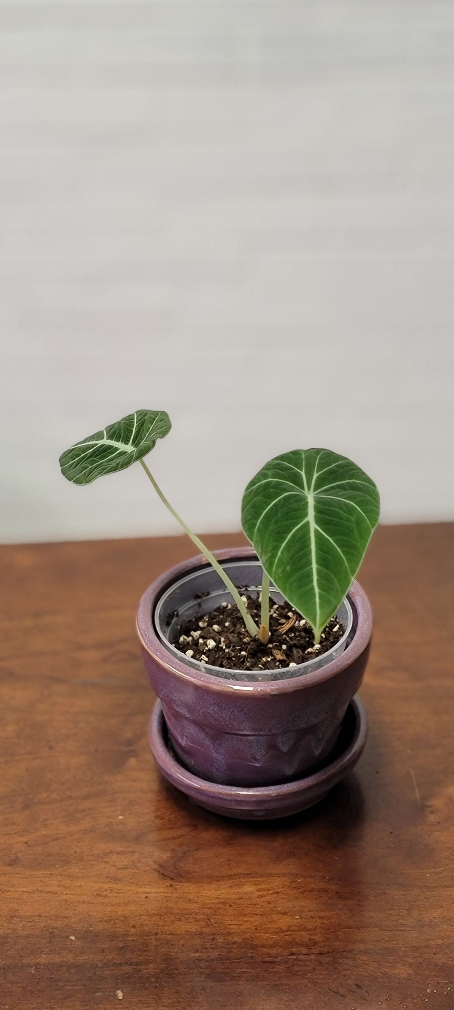 Alocasia Black Velvet