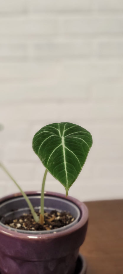 Alocasia Black Velvet