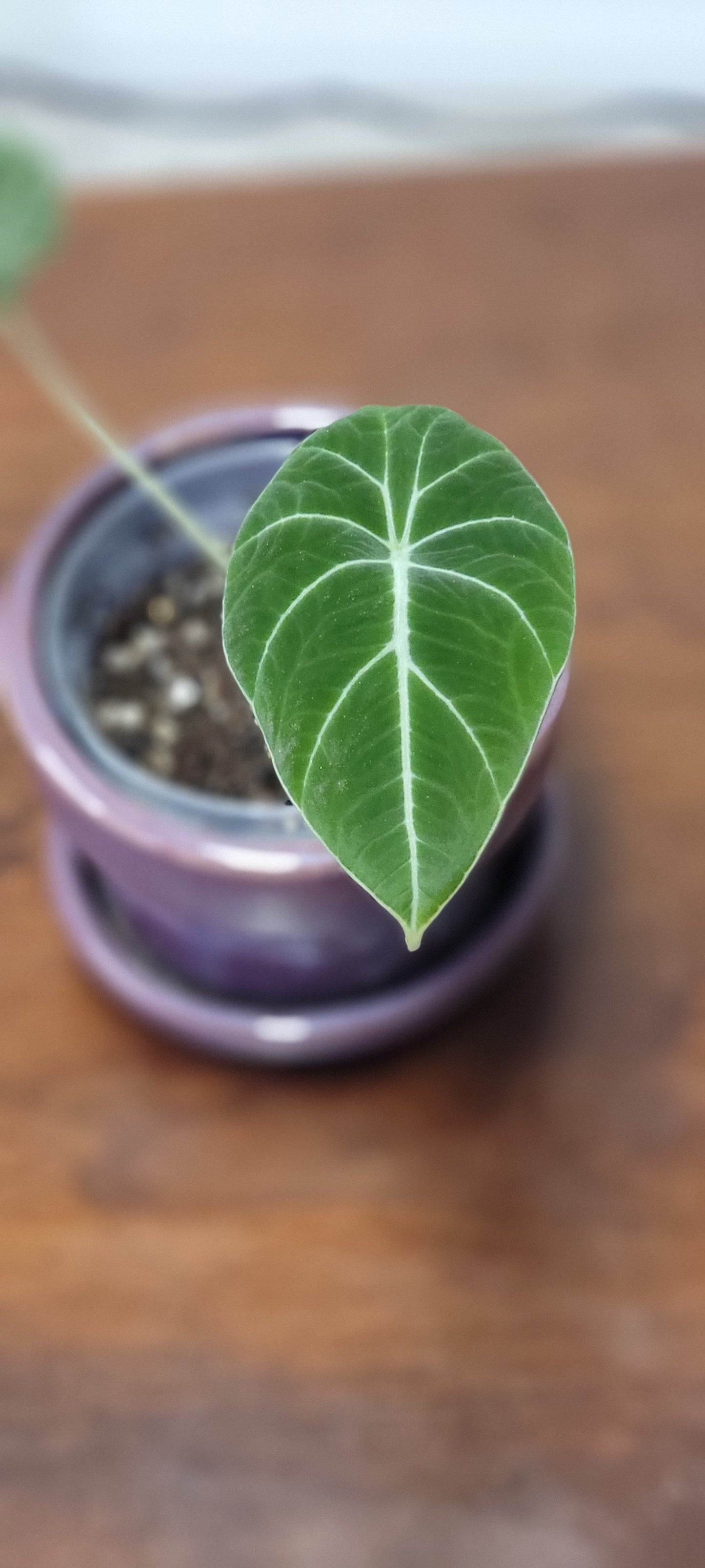 Alocasia Black Velvet