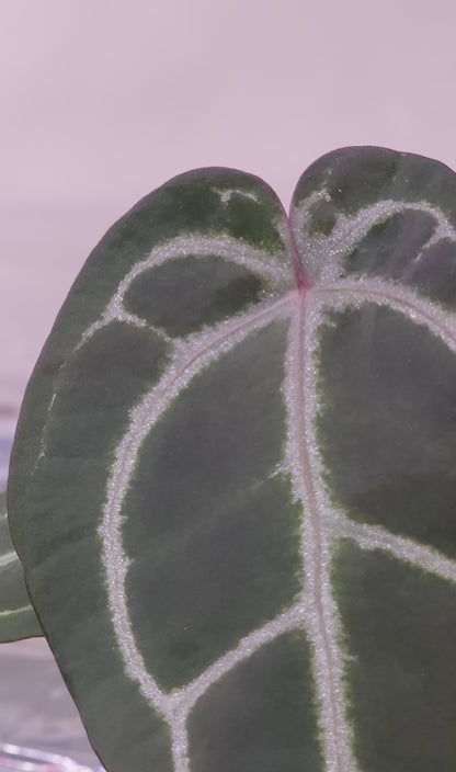 Anthurium Crystallinum Zara x Self