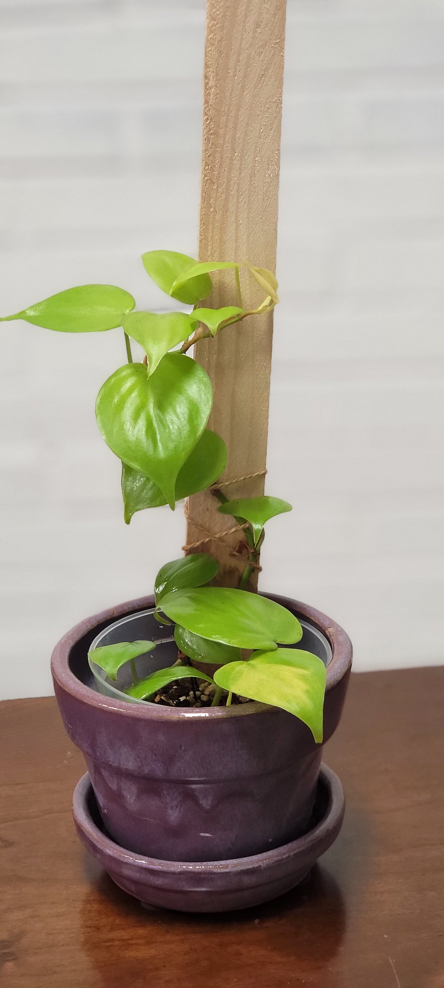 Lemon Lime Hederaceum Philodendron