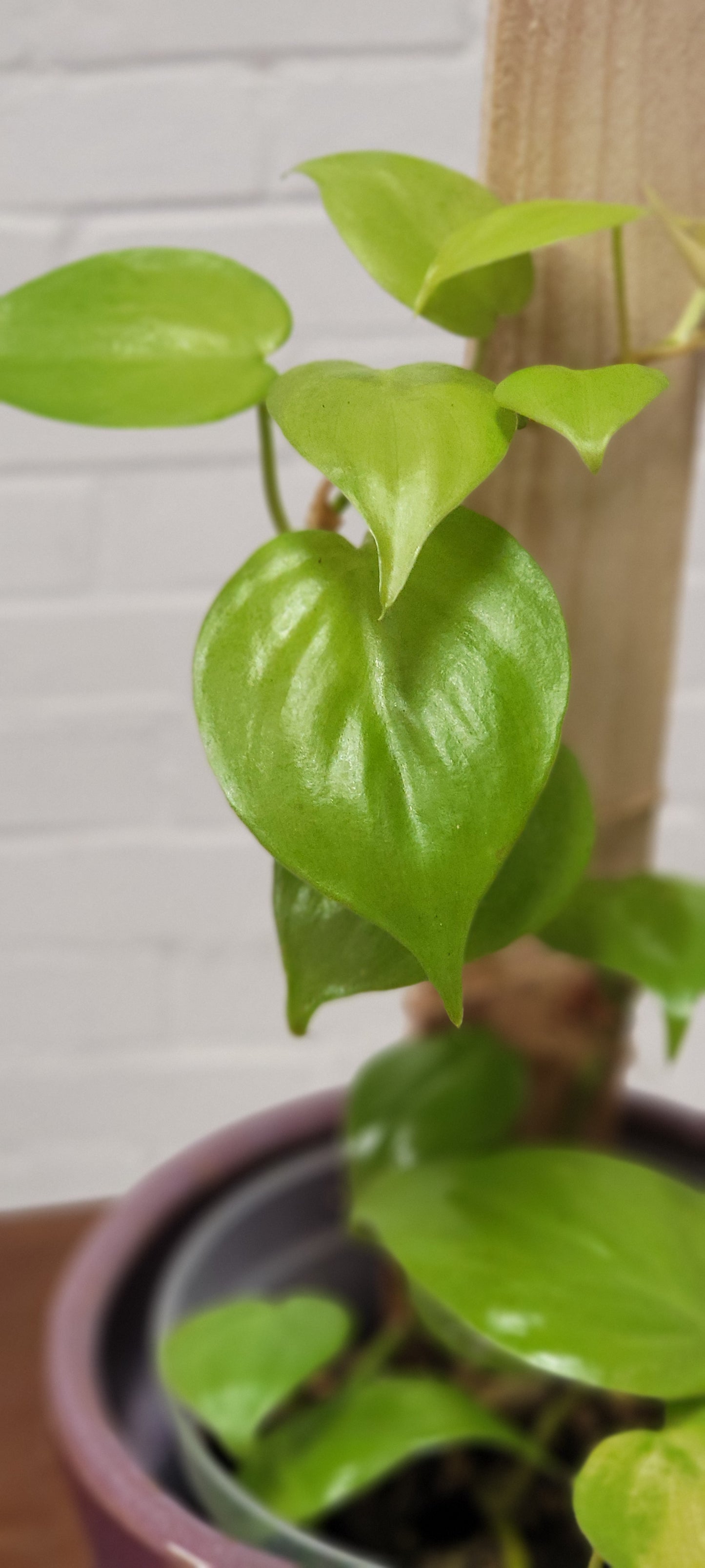 Lemon Lime Hederaceum Philodendron