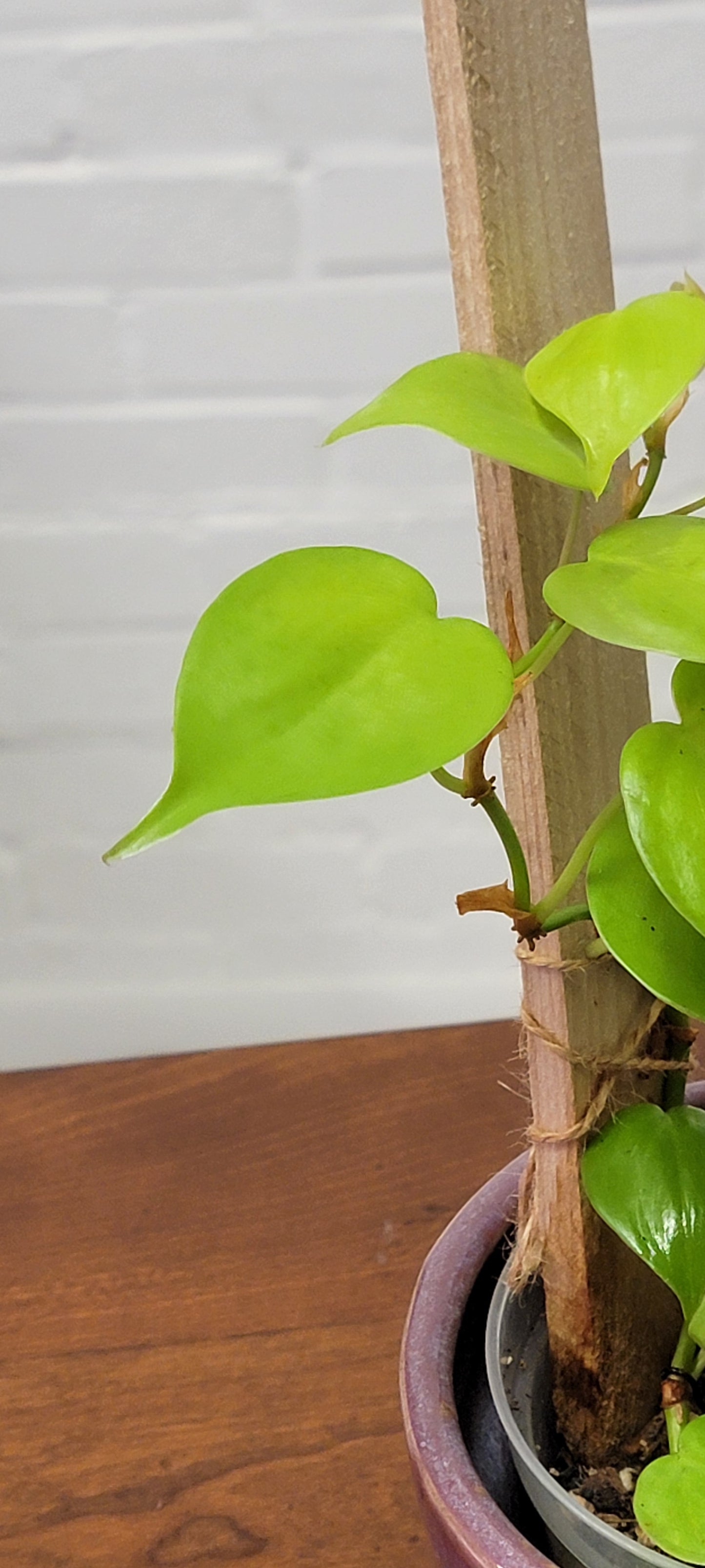 Lemon Lime Hederaceum Philodendron