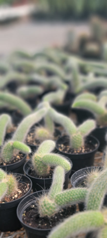 Monkey Tail Cactus (Cleistocactus colademononis)
