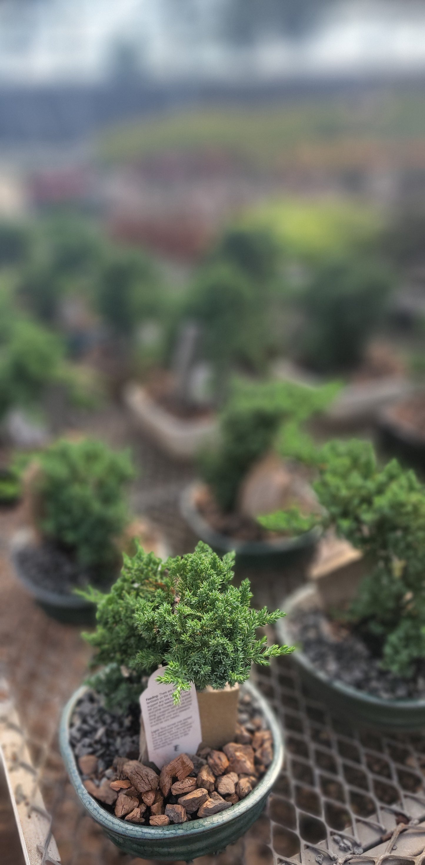 Juniper Bonsai