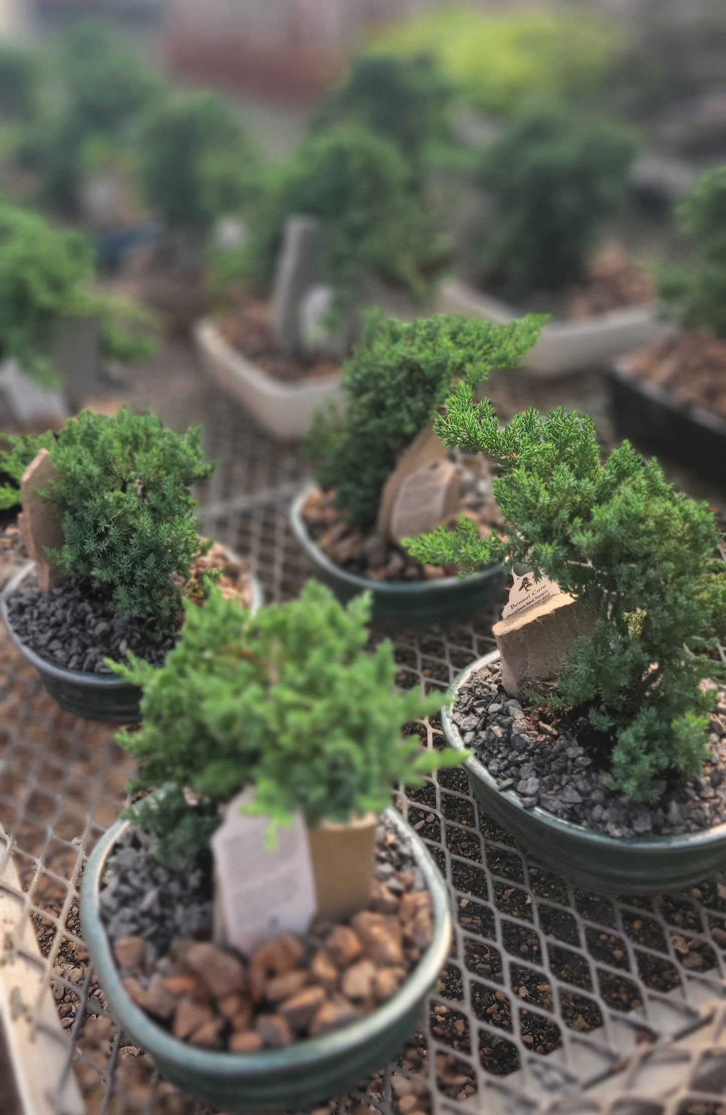 Juniper Bonsai