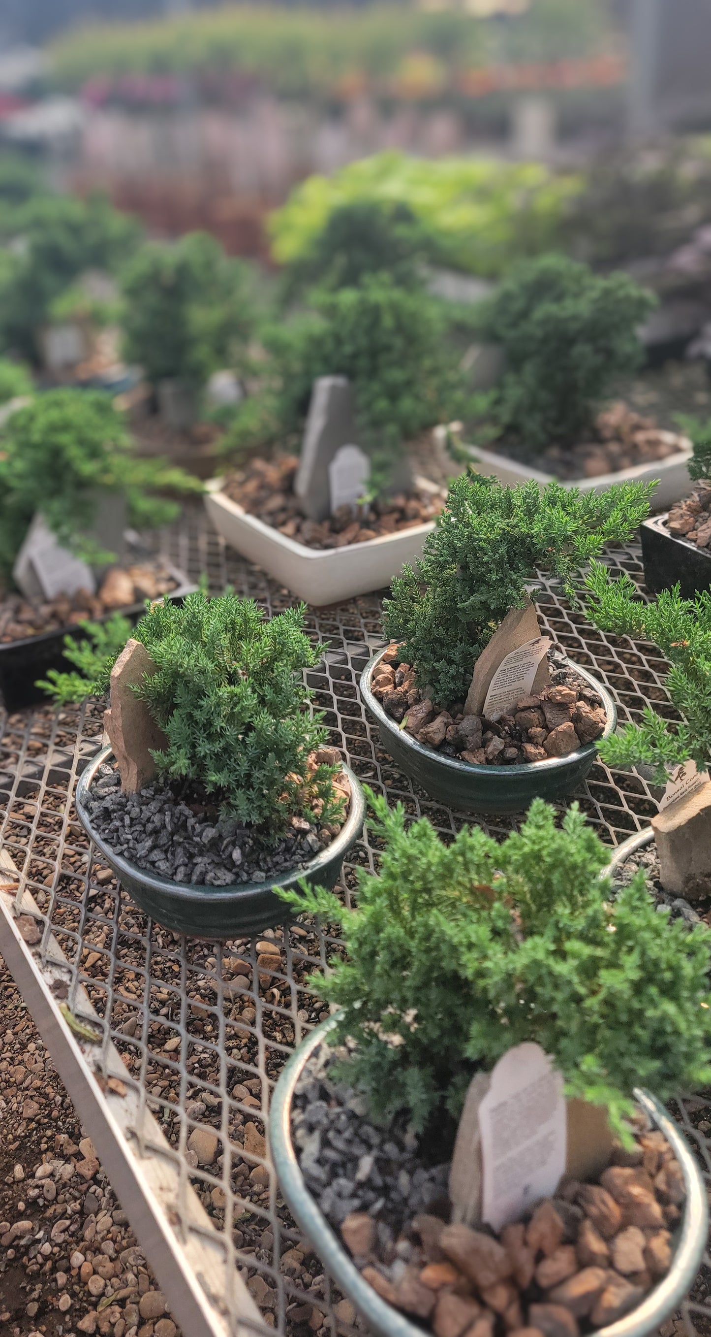 Juniper Bonsai