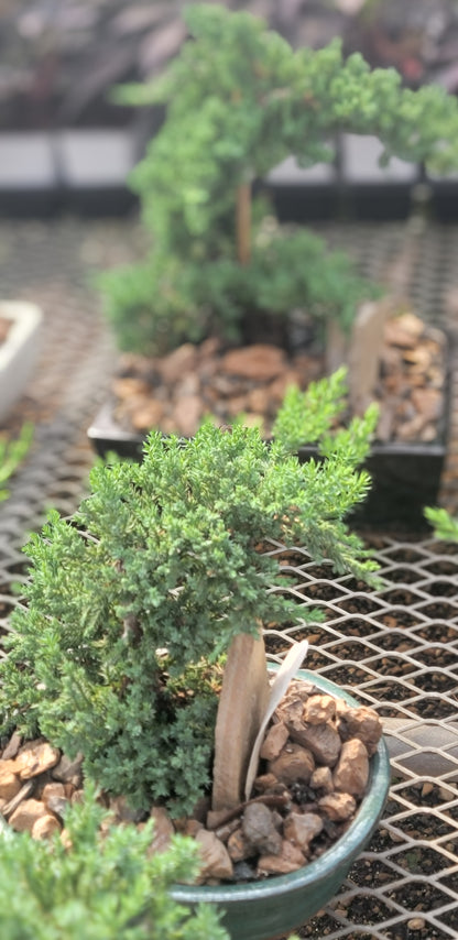 Juniper Bonsai