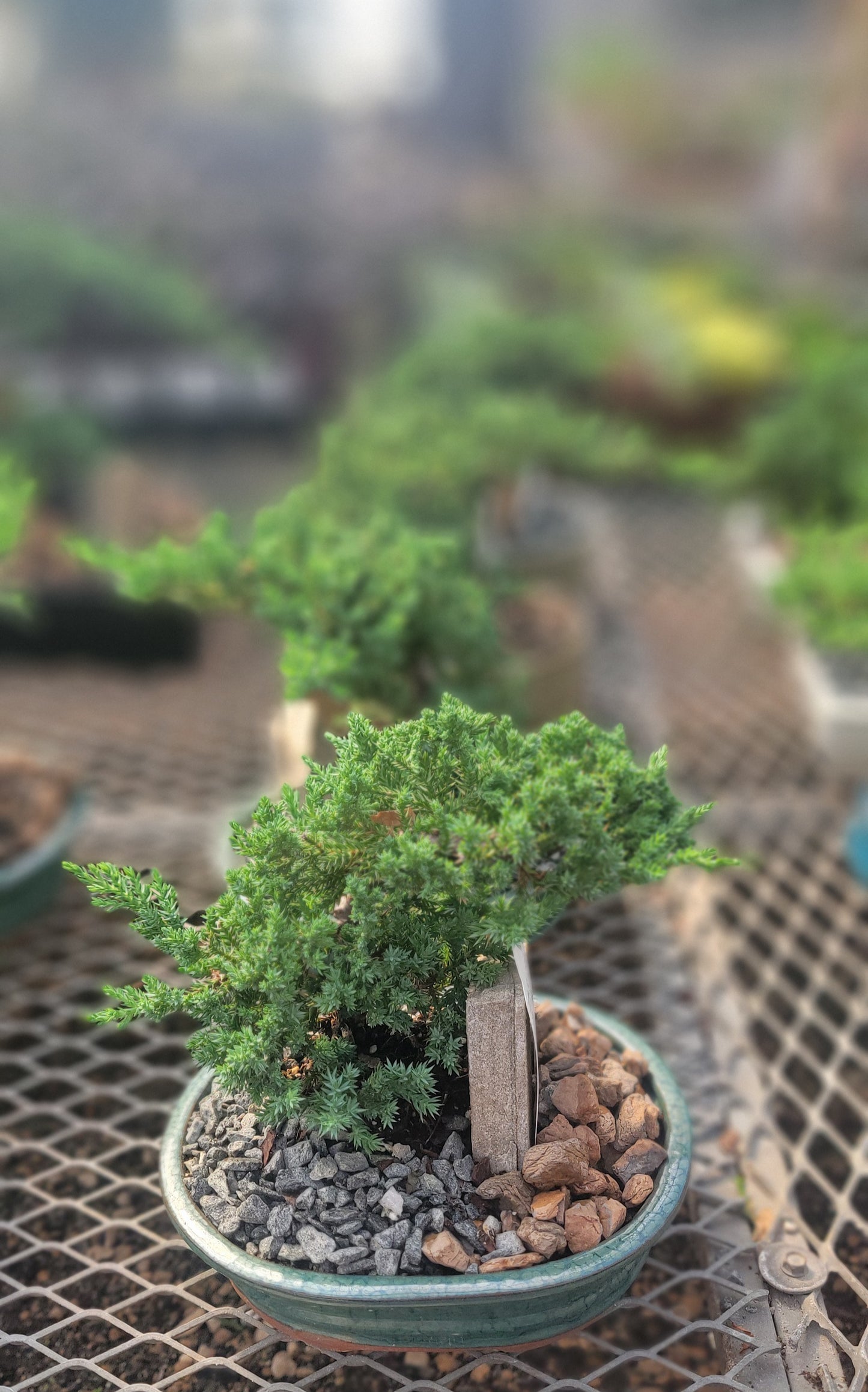 Juniper Bonsai