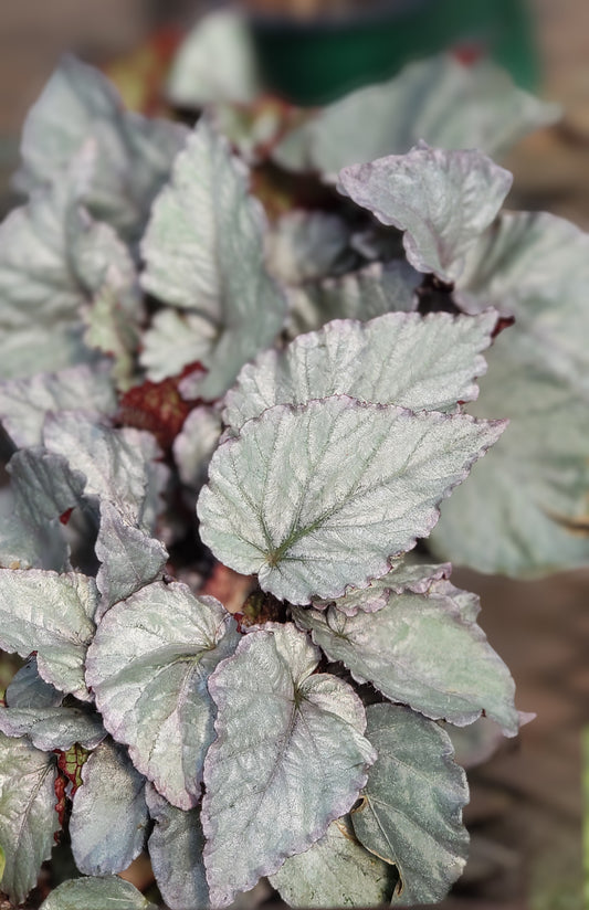 Begonia Silver Limbo