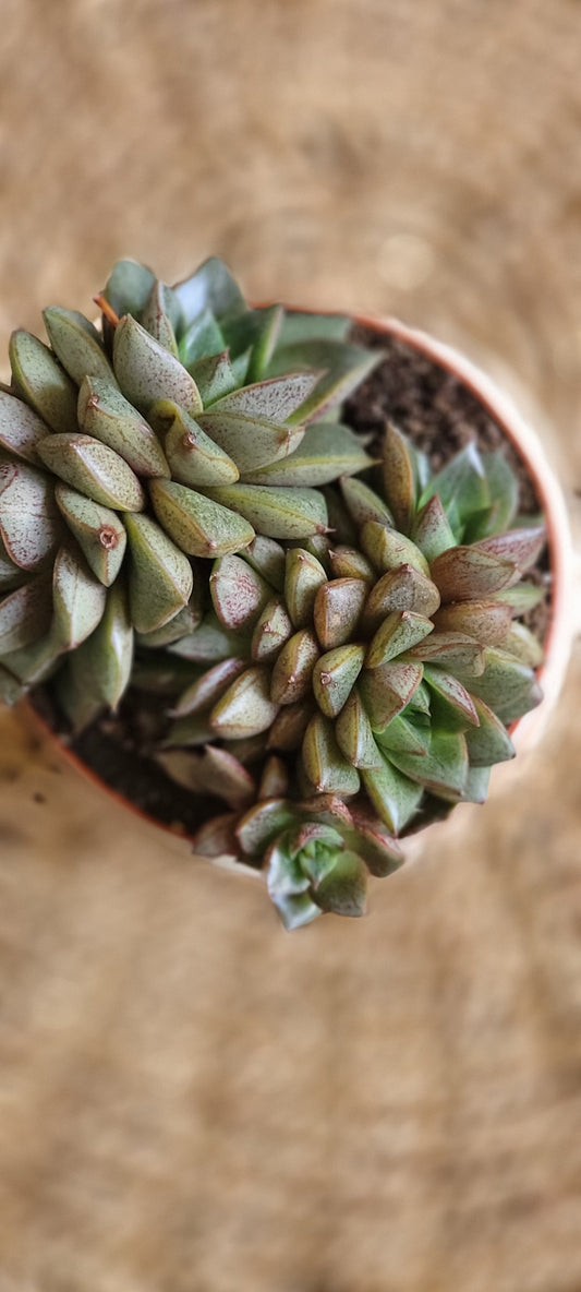 Echeveria Purpusorum