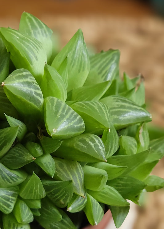 Haworthia Cymbiformis