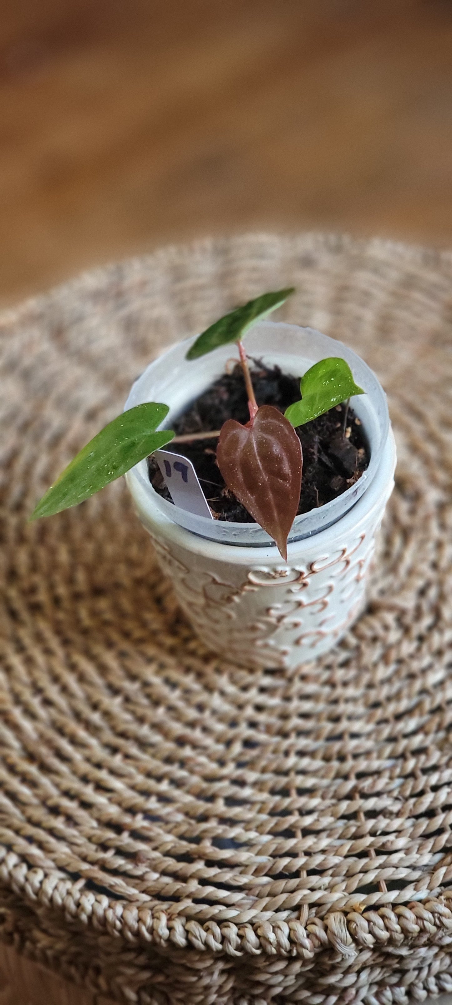 Anthurium (Zara x Wonderful) x Zara