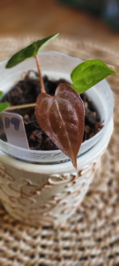 Anthurium (Zara x Wonderful) x Zara
