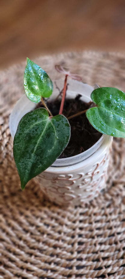 Anthurium (Zara x Wonderful) x Zara