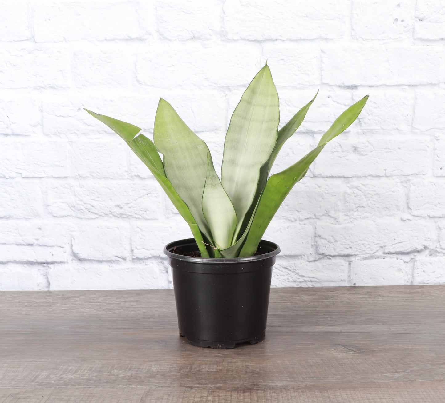 Sansevieria Moonshine Snake Plant