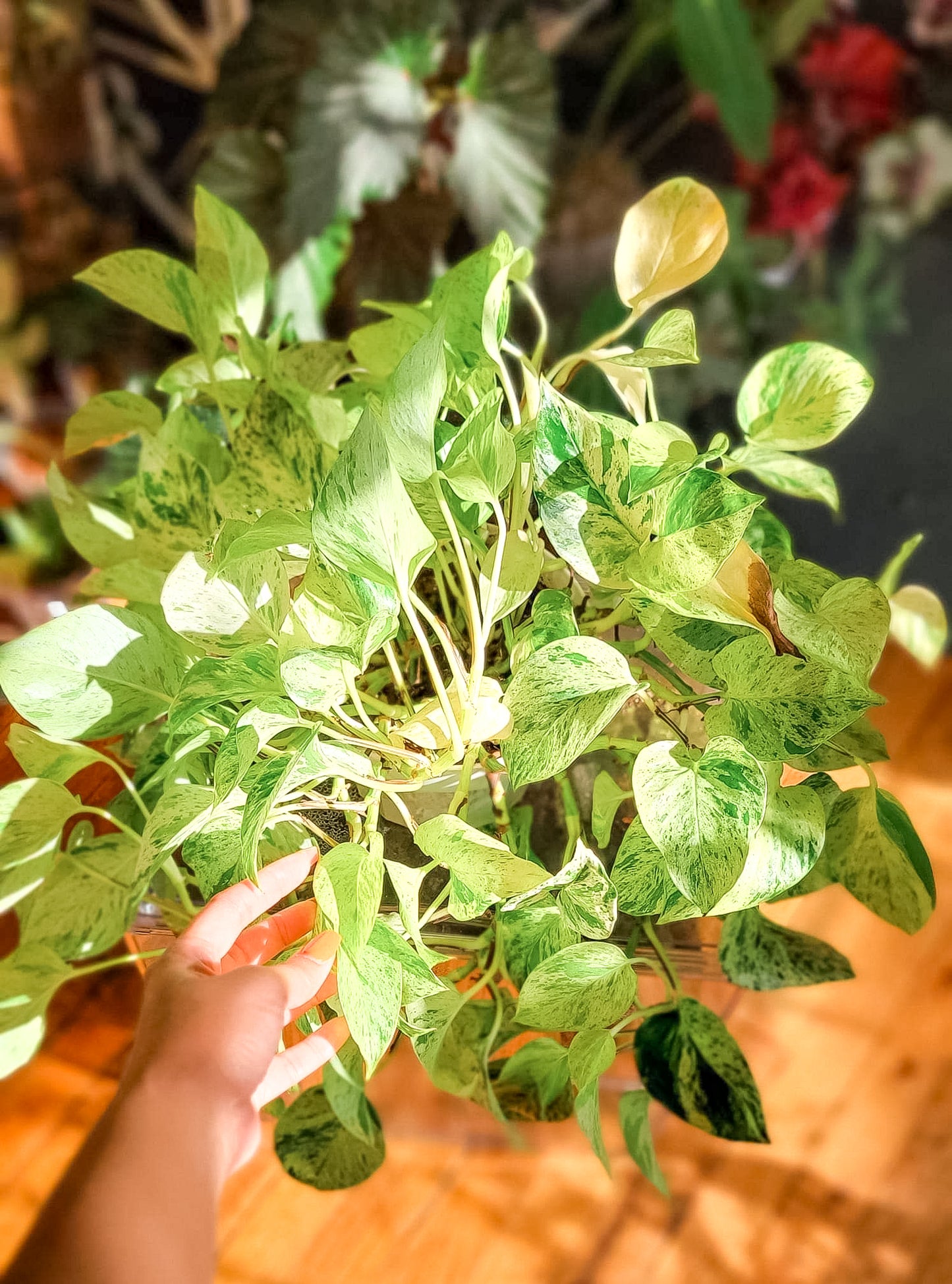 Snow Queen Pothos