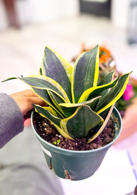 Sansevieria Black Gold