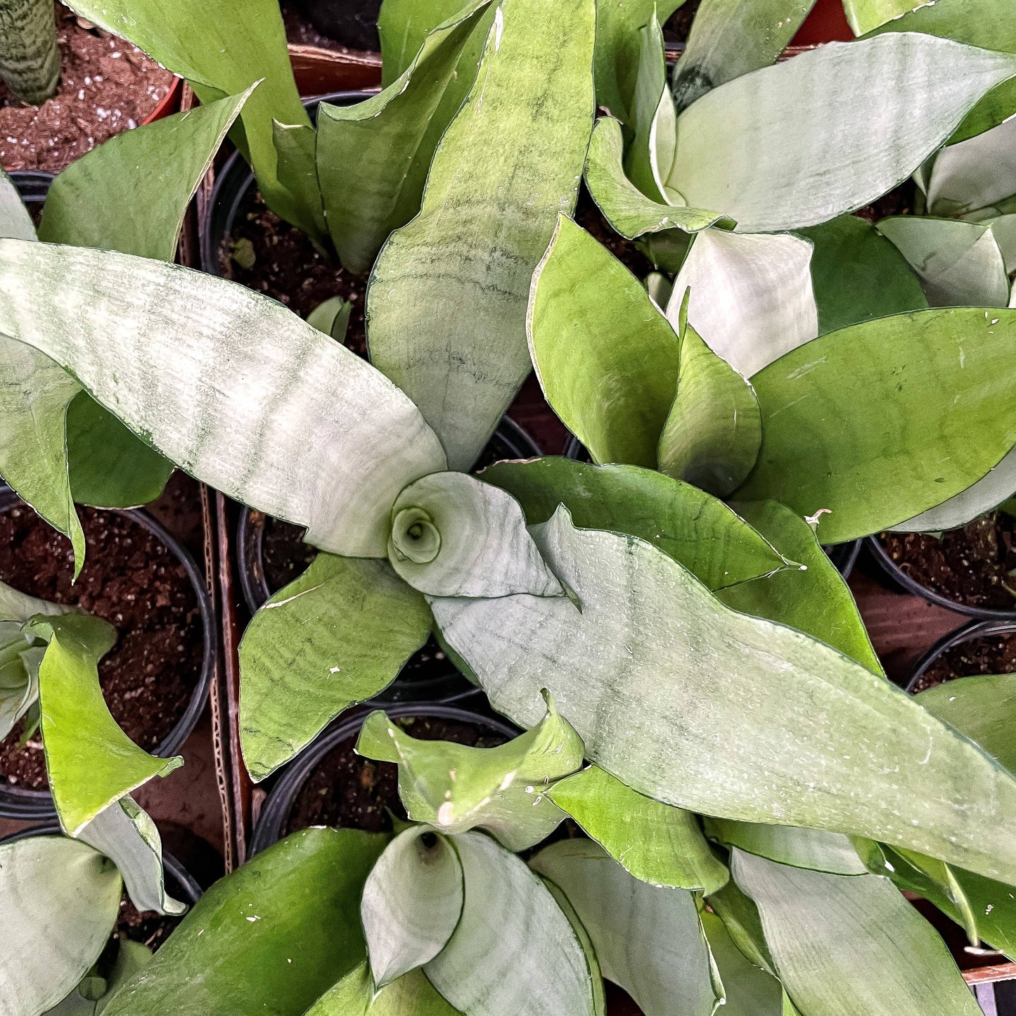 Sansevieria Moonshine Snake Plant