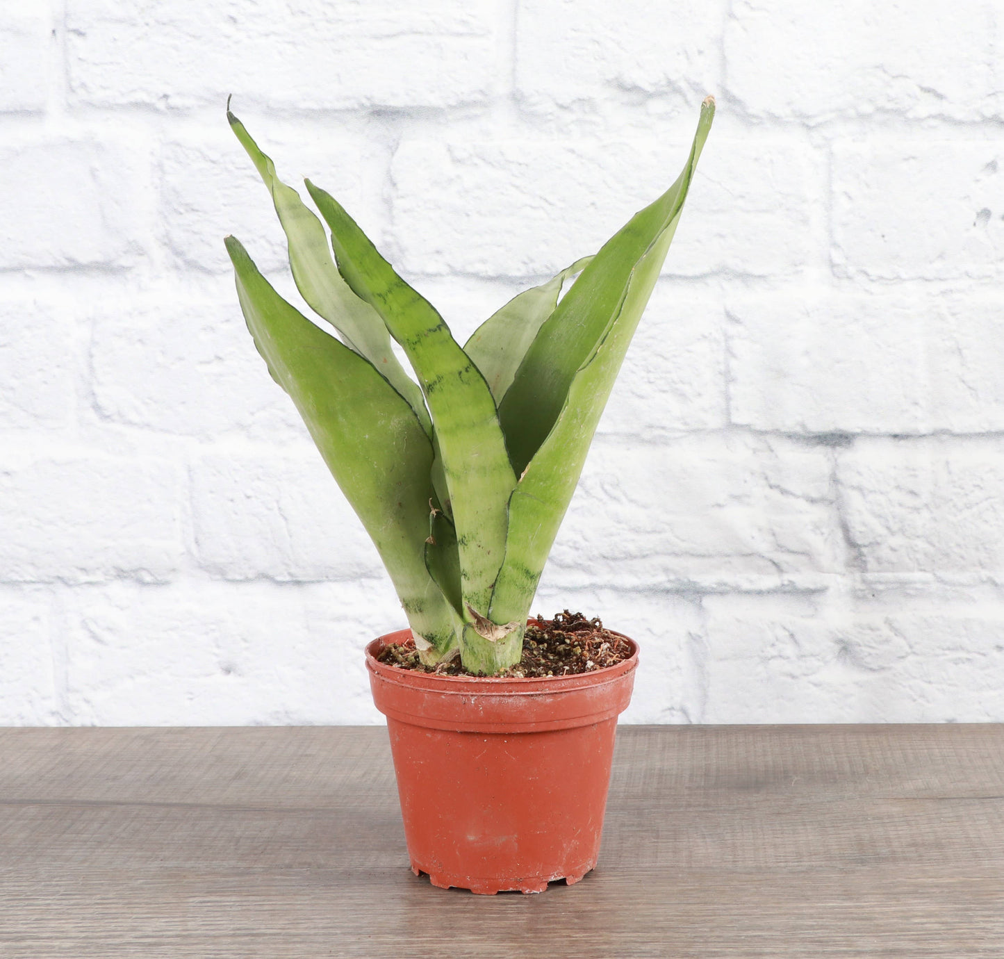 Sansevieria Moonshine Snake Plant