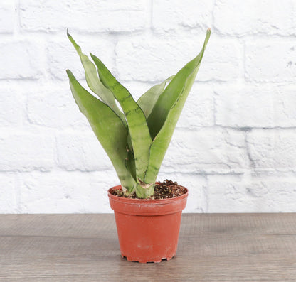 Moonshine Snake Plant