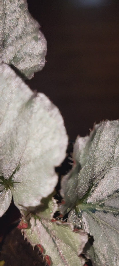 Silver Limbo Cane Begonia