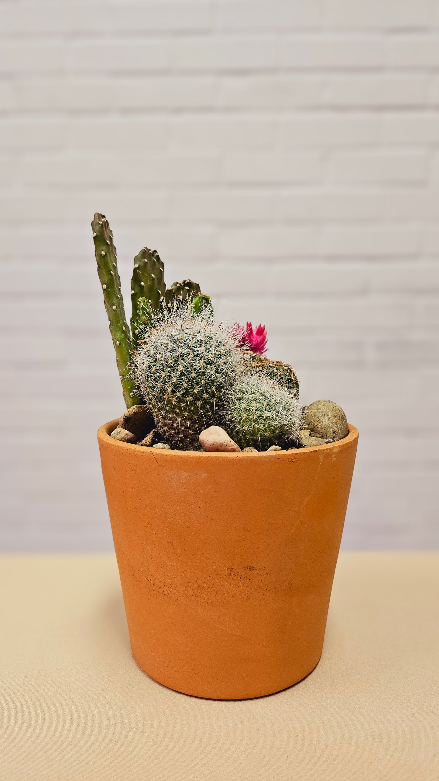 Clay Cactus Garden