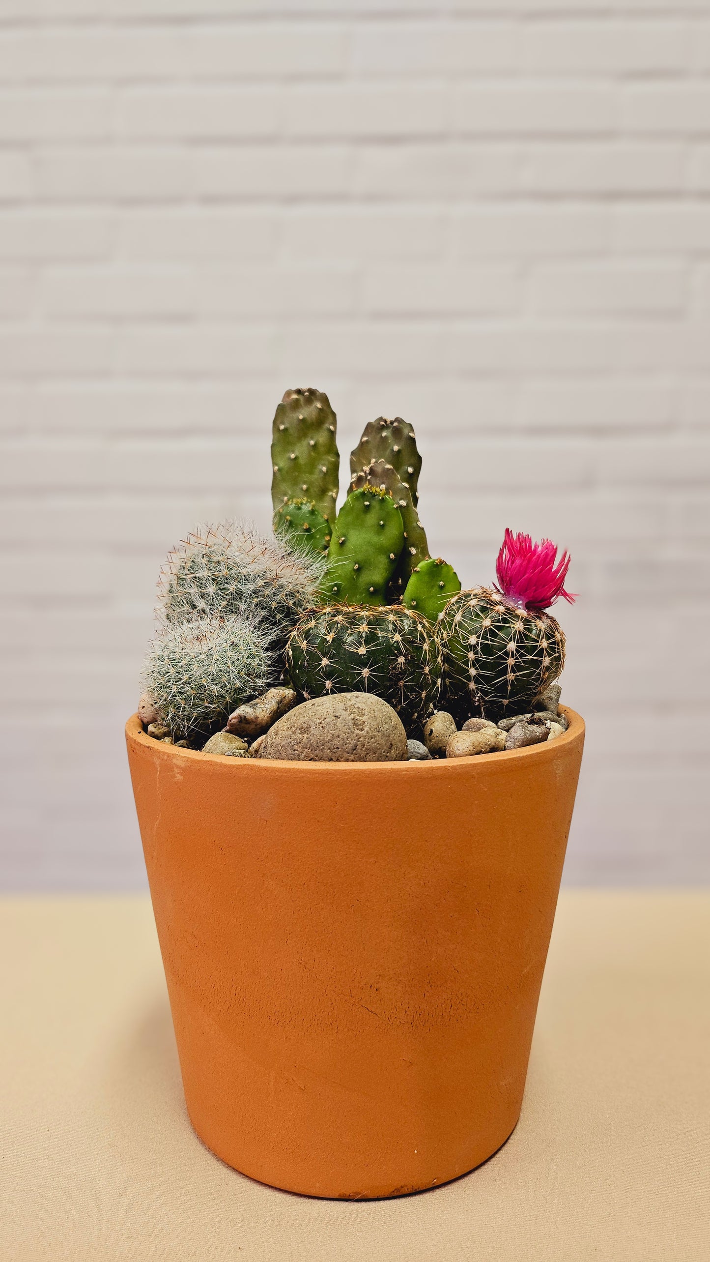 Clay Cactus Garden