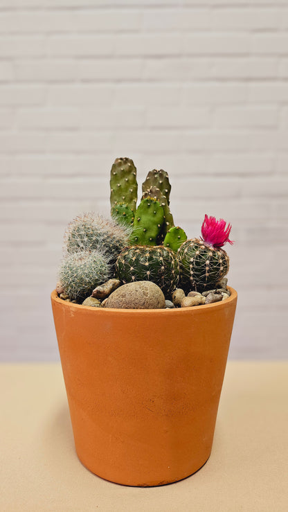 Clay Cactus Garden