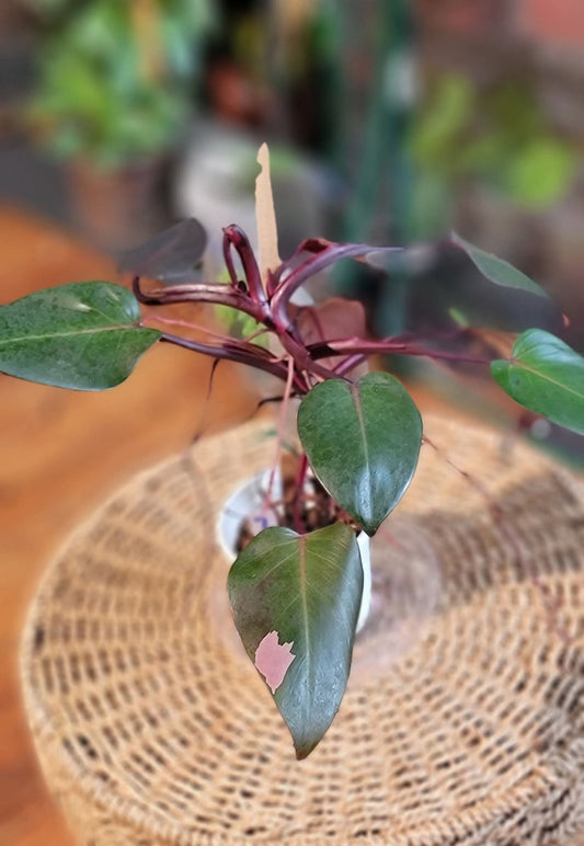 Philodendron No ID