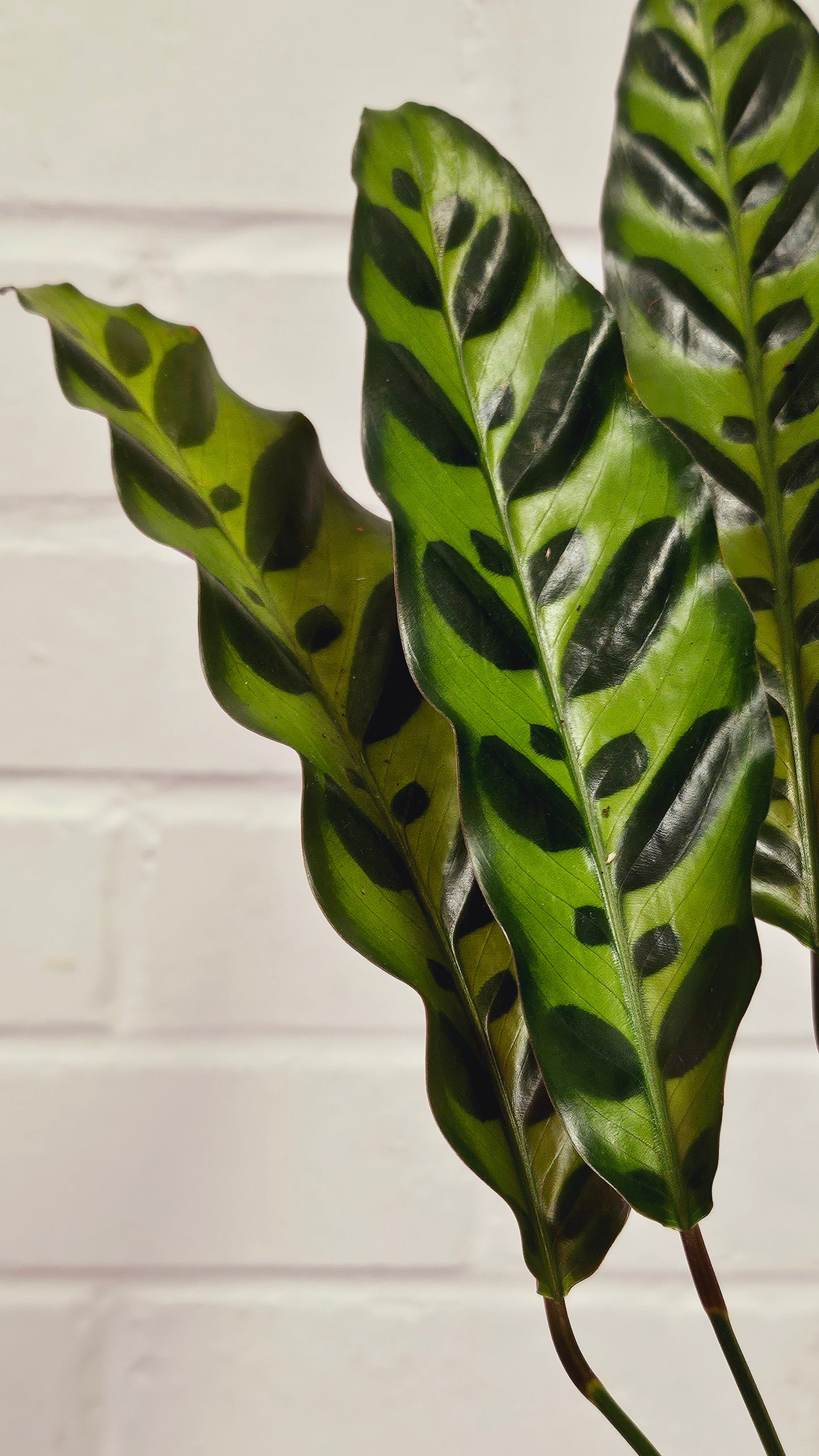 Calathea Rattlesnake