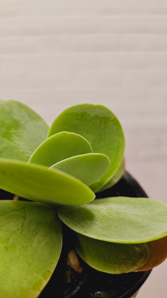 Kalanchoe Flapjack