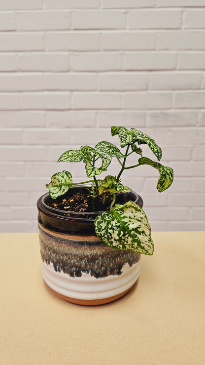 White Polka Dot Plant