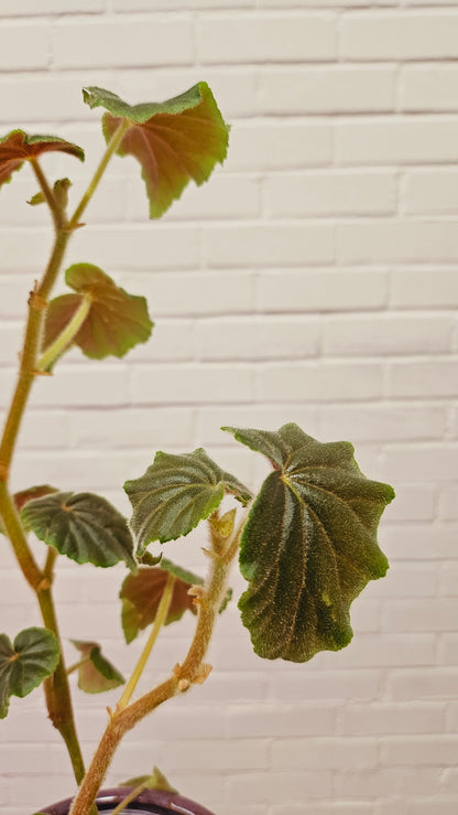 Begonia Subvillosa