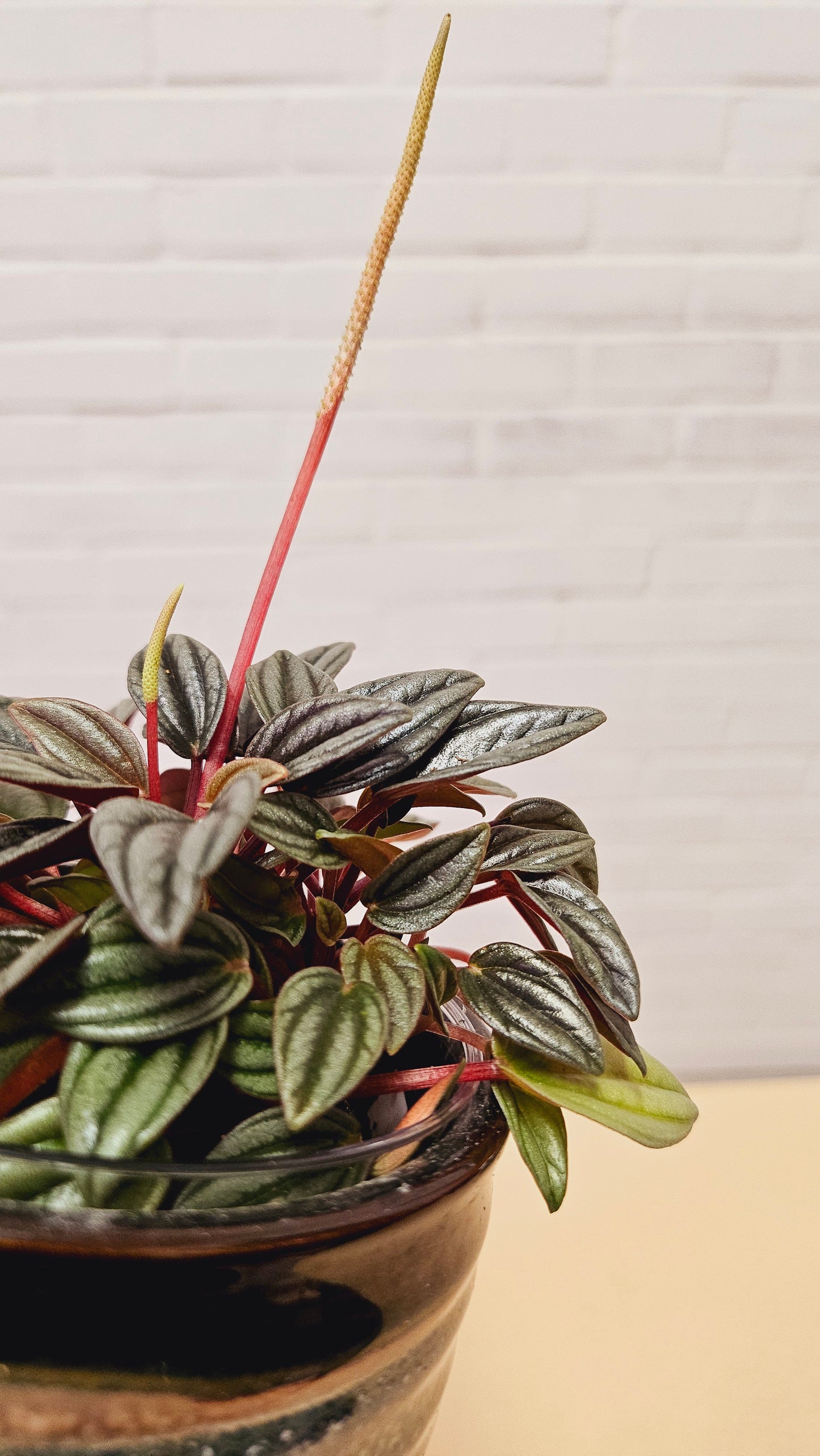 Peperomia Pearl