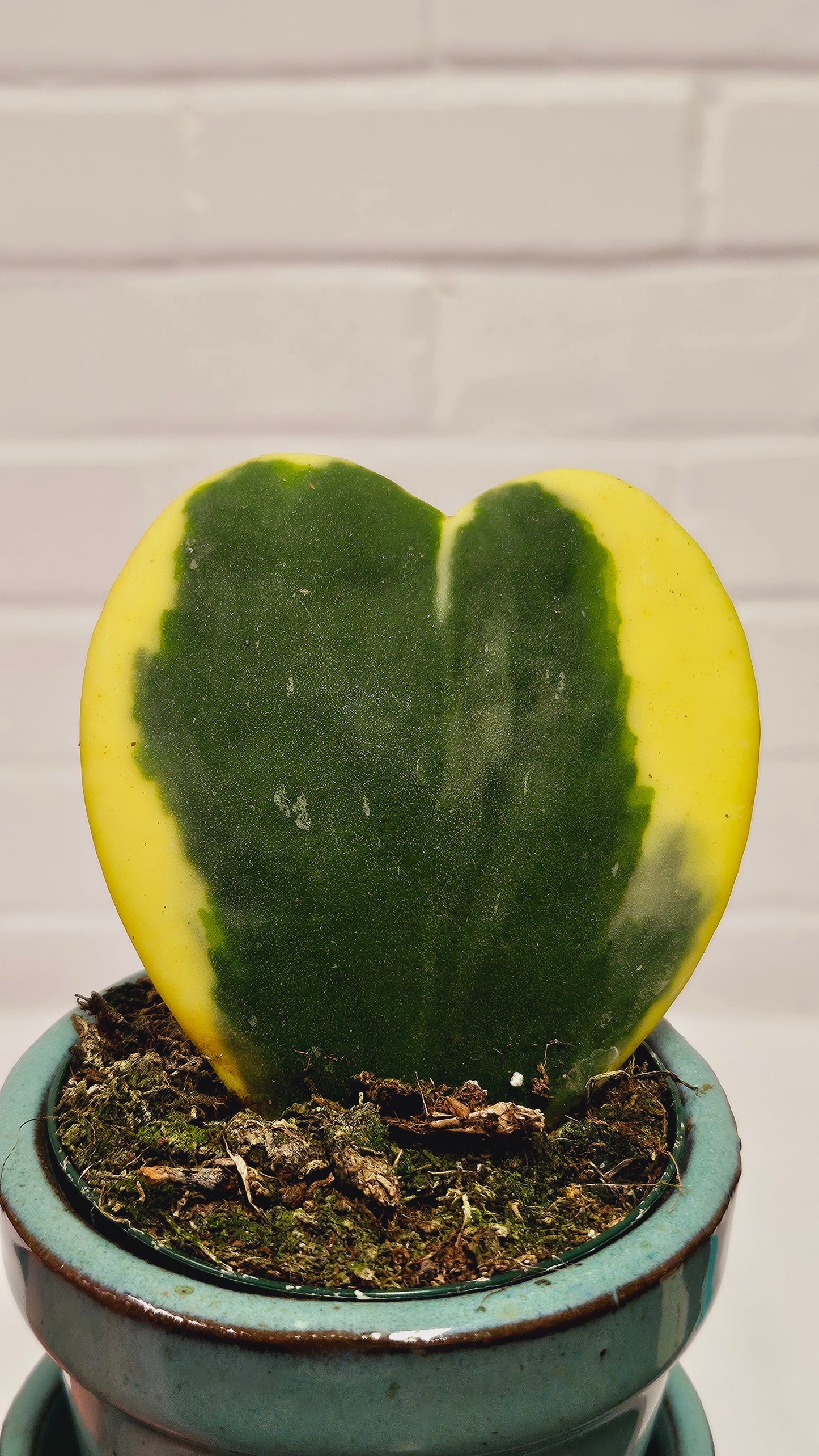 Variegated Hoya Kerrii Heart