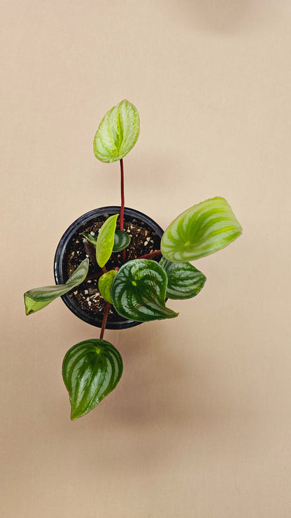 Peperomia Gold Dust