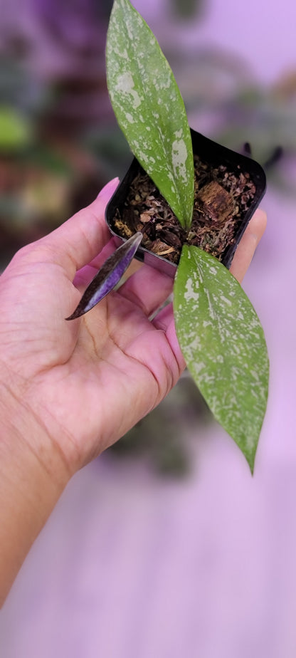 Hoya Pubicalyx Splash