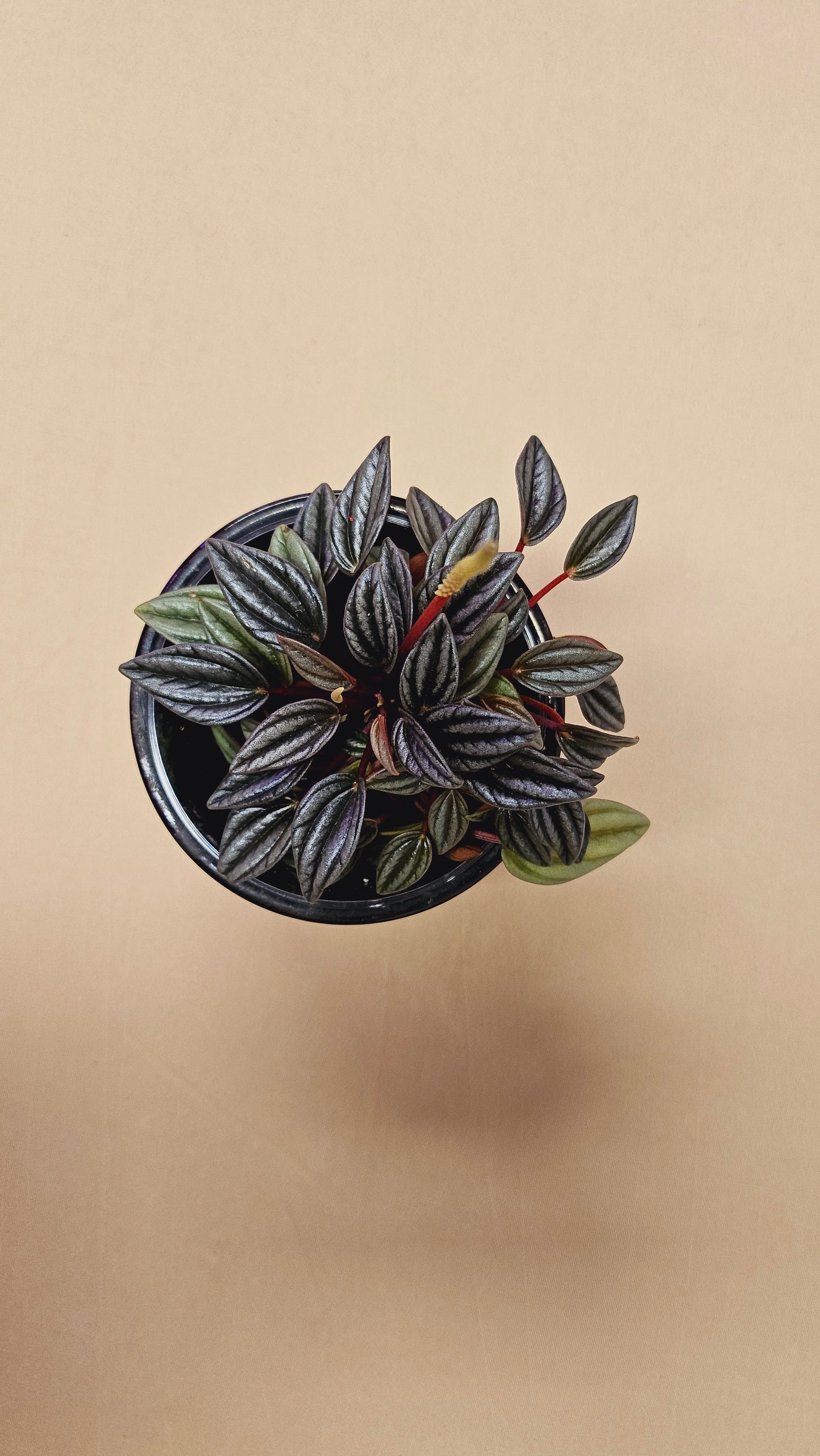 Peperomia Pearl