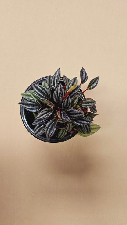 Peperomia Pearl