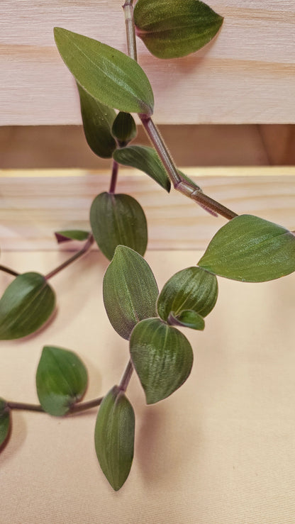 Tradescantia Baby Bunny Bellies - Local Only