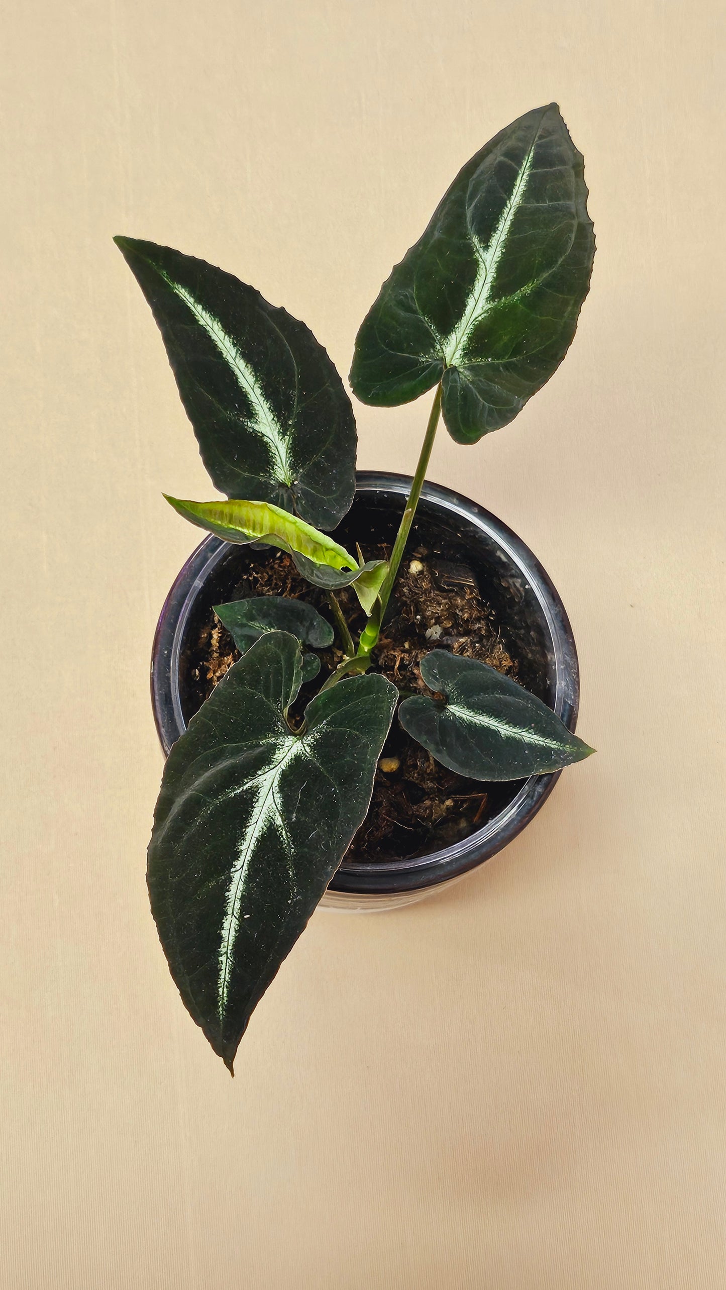 Syngonium Rayii