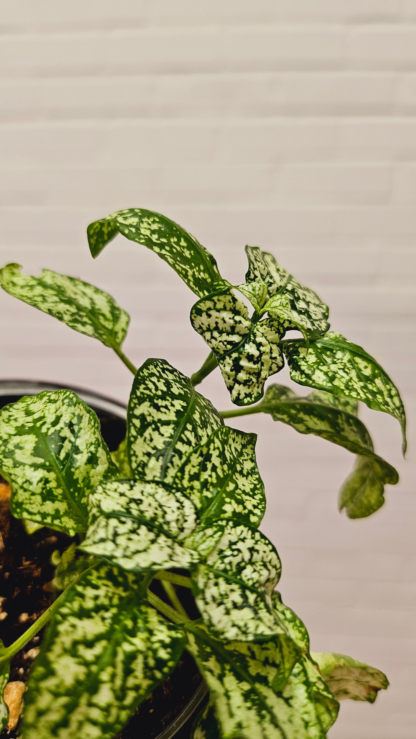 White Polka Dot Plant