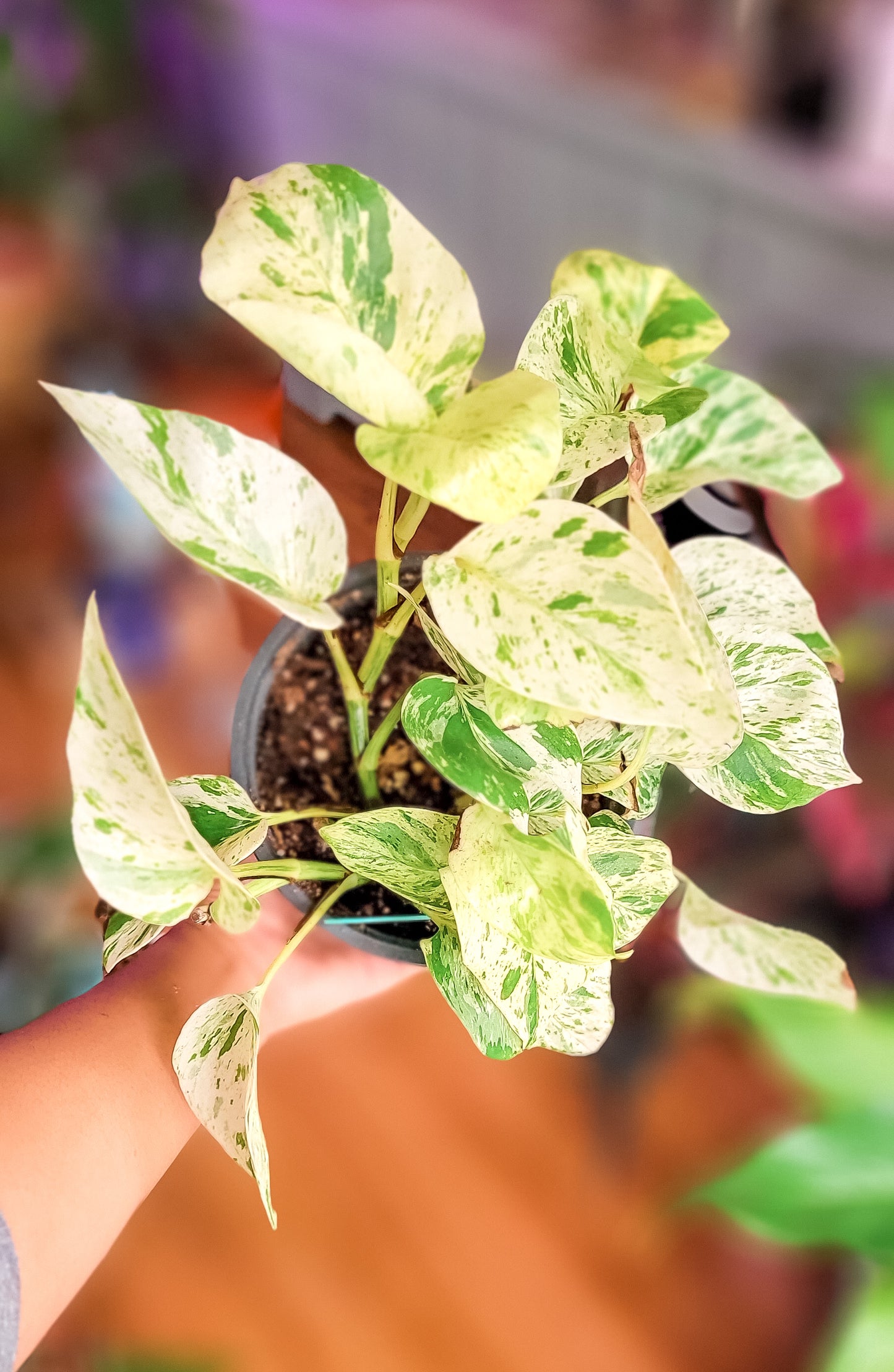 Snow Queen Pothos