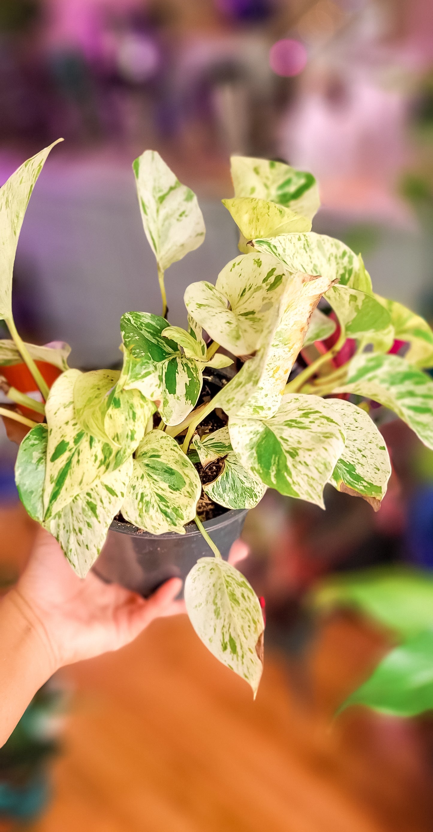 Snow Queen Pothos