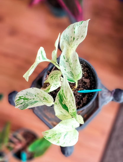 Snow Queen Pothos